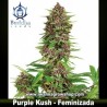 Buddha Purple Kush