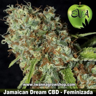 Jamaican Dream CBD