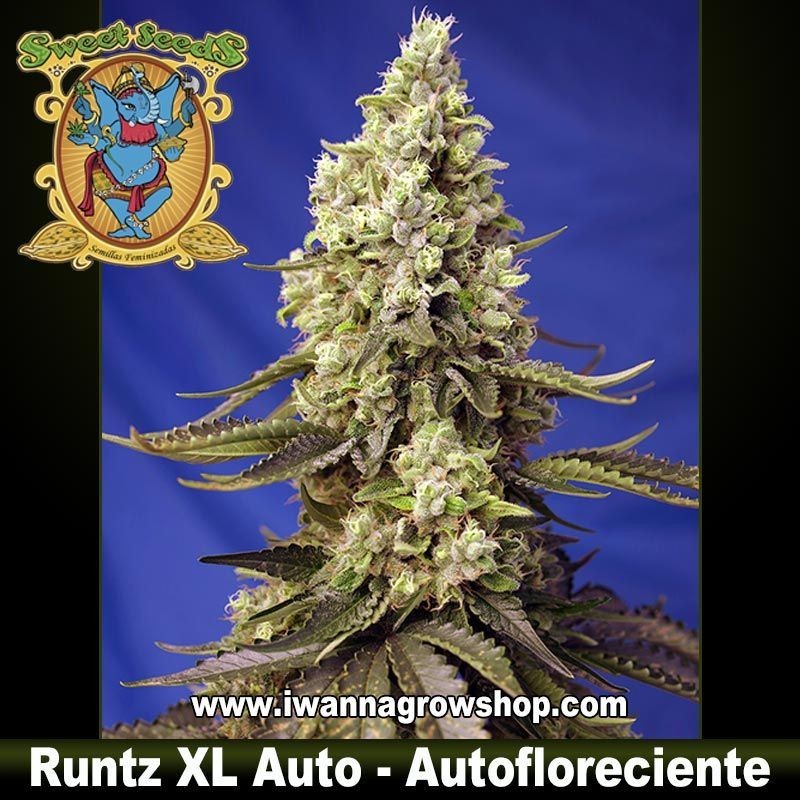 Runtz XL Auto