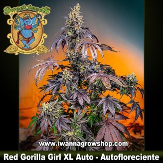 Red Gorilla Girl XL Auto
