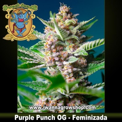 Purple Punch OG