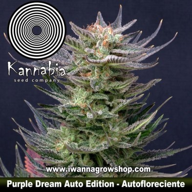Purple Dream Auto Edition