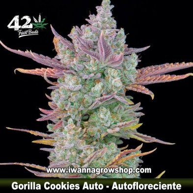 Gorilla Cookies Auto