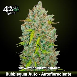 Bubblegum Auto