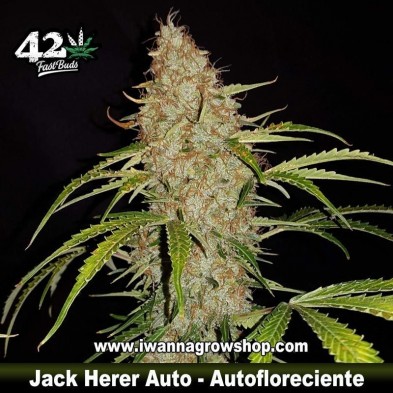 Jack Herer Auto