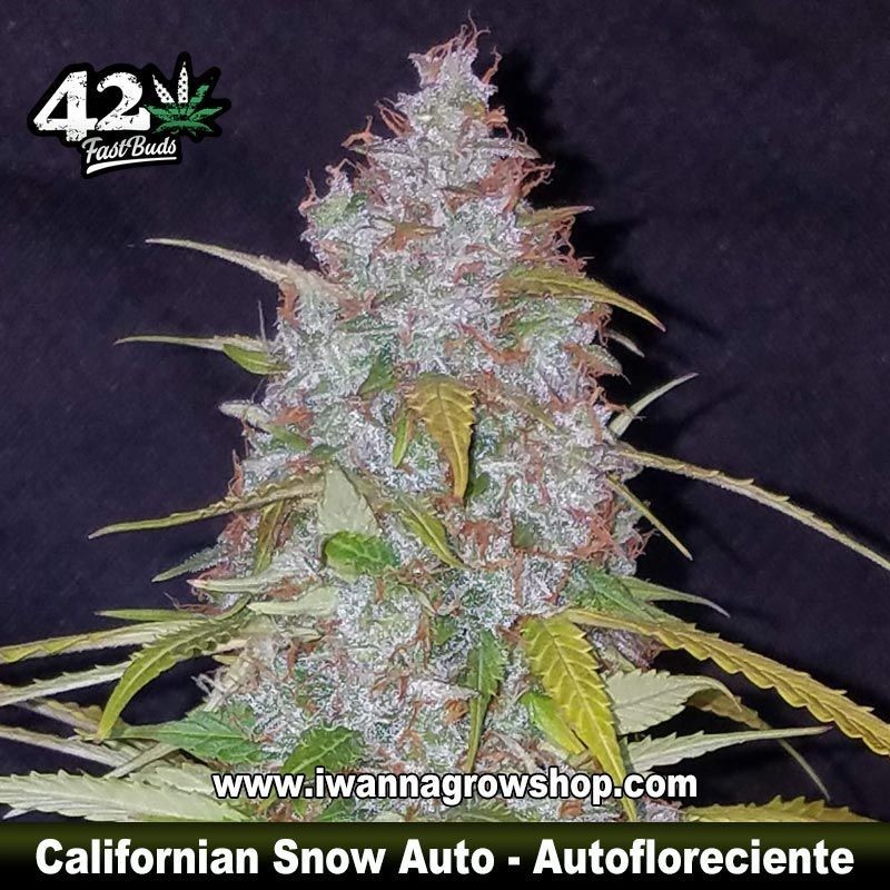 Californian Snow Auto