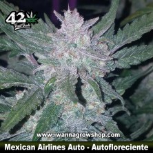 Mexican Airlines Auto