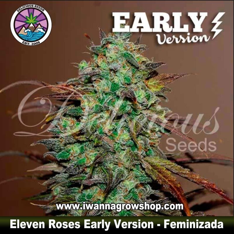 Eleven Roses Early Version