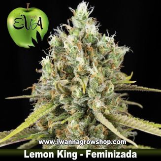 Lemon King