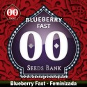 Blueberry Fast