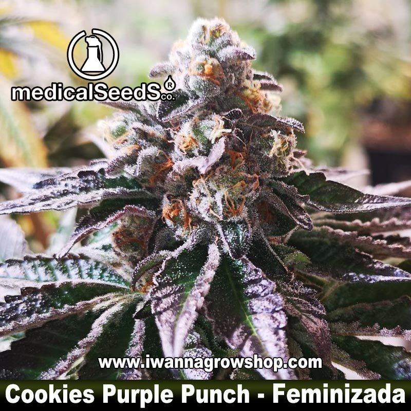 Cookies Purple Punch