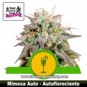 Mimosa Auto   