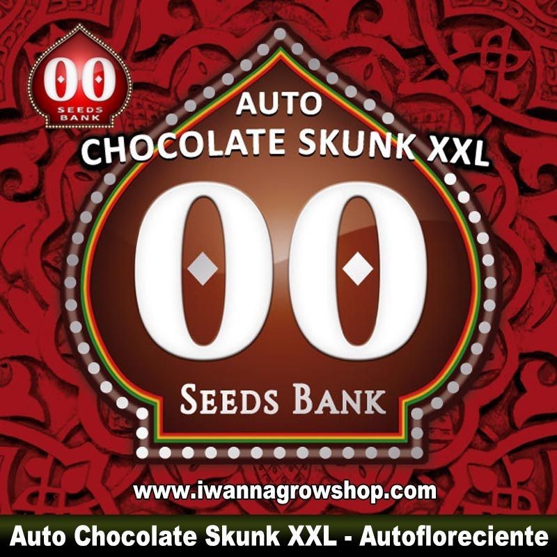 Auto Chocolate Skunk XXL
