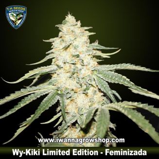 Wy Kiki Limited Edition