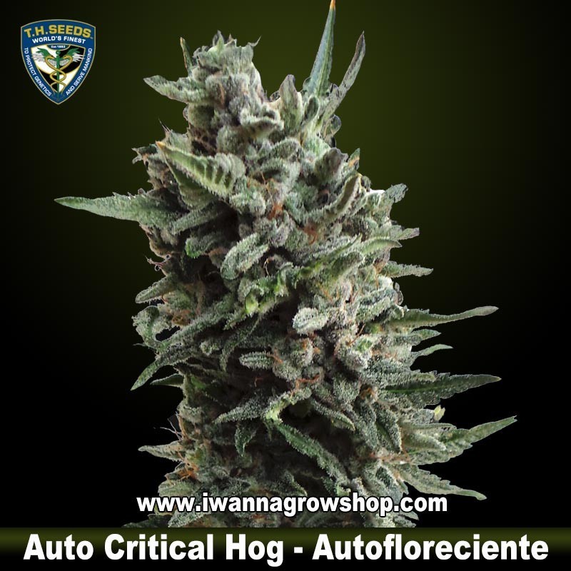 Auto Critical Hog