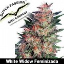 White Widow Feminizada - Dutch Passion - 3, 5 y 10 u.