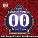 Auto Purple Punch