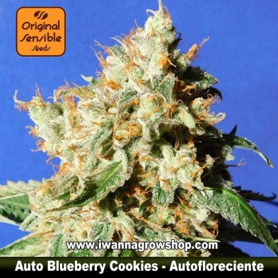 Auto Blueberry Cookies