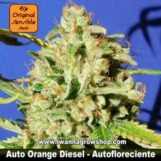Auto Orange Diesel