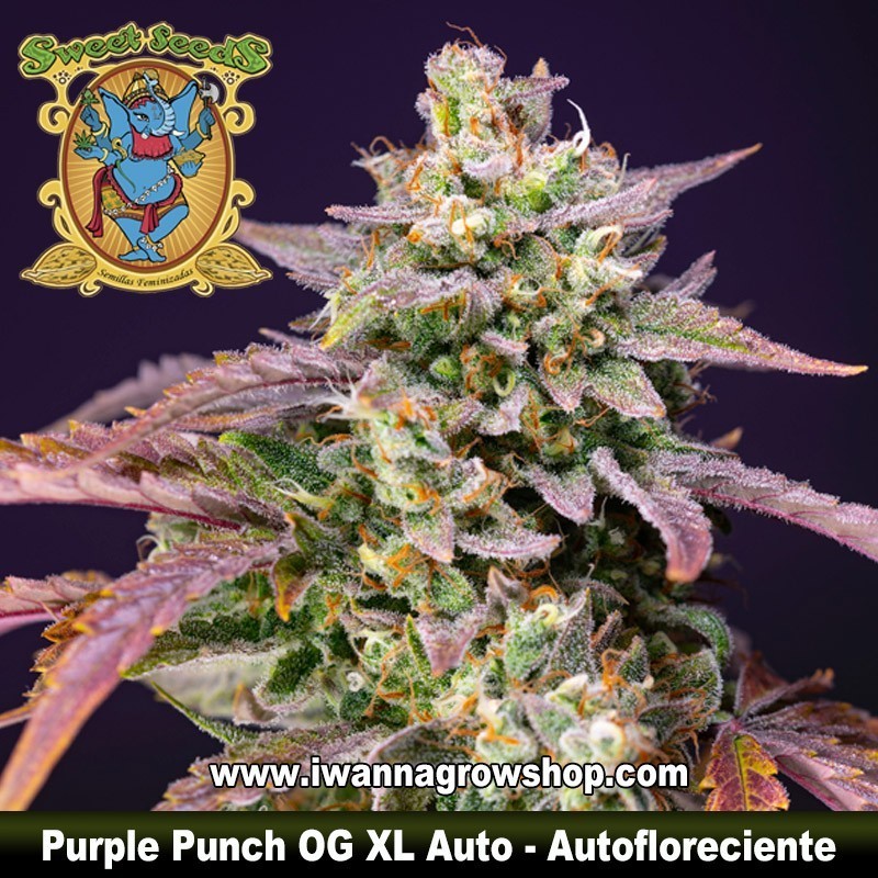 Purple Punch OG XL Auto