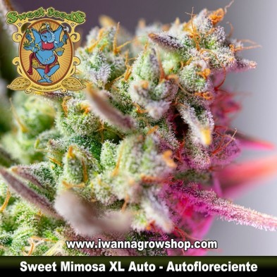 Sweet Mimosa XL Auto