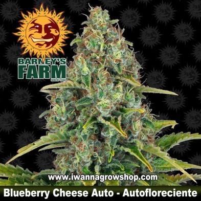 Blueberry Cheese Auto