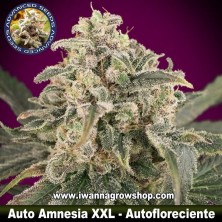 Auto Amnesia XXL