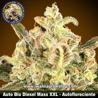 Auto Biodiesel Mass XXL