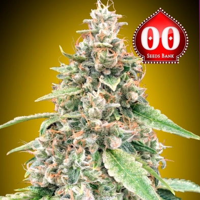 Auto Lemon Og