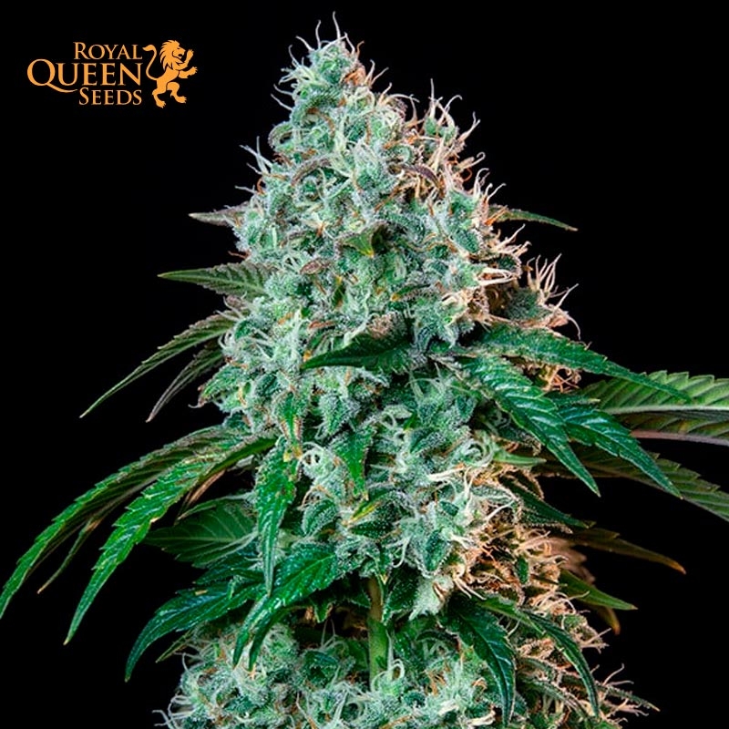 HulkBerry Feminizada