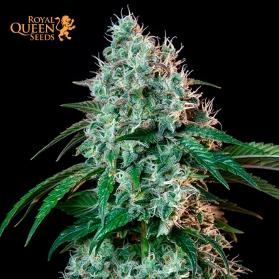 HulkBerry Feminizada