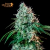 HulkBerry Feminizada