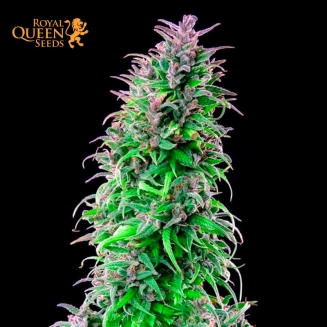 Royal THCV feminizada