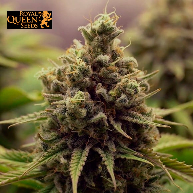 Purple Queen feminizada