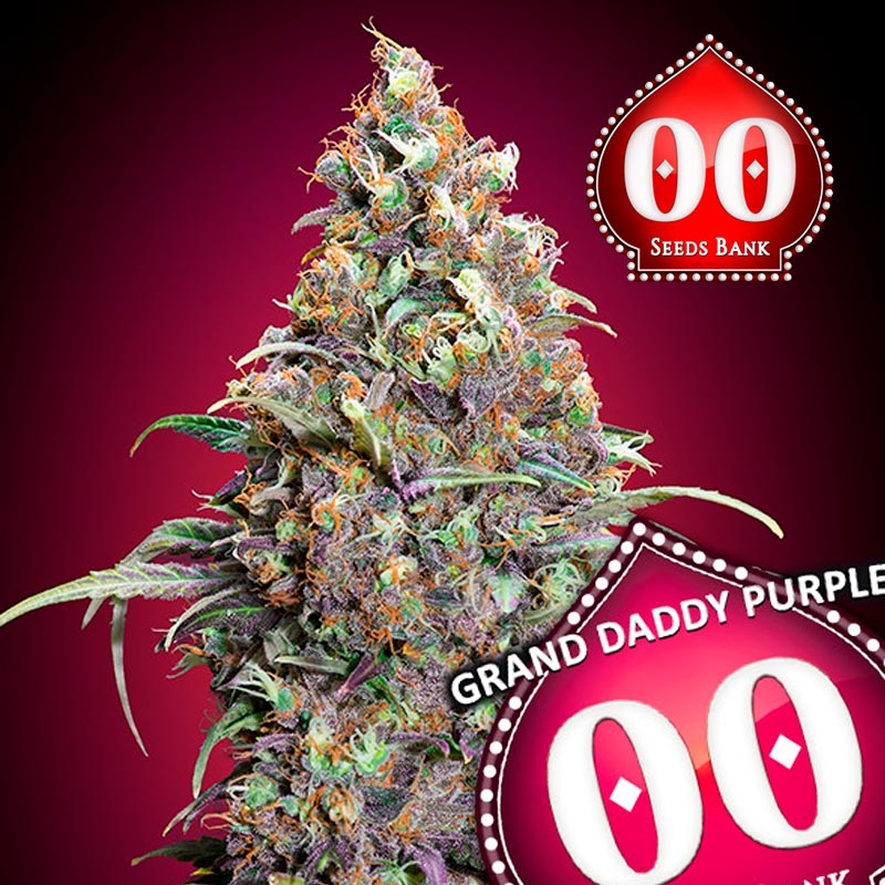 Grand Daddy Purple 00 Seeds