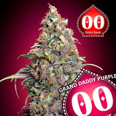 Grand Daddy Purple 00 Seeds