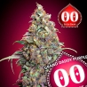 Grand Daddy Purple 00 Seeds