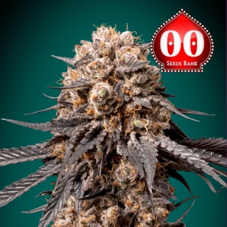 Bubba's Gift 00 Seeds