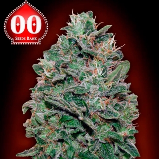 Sweet Somango 00 Seeds