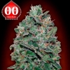 Sweet Somango 00 Seeds