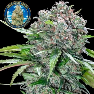 San Bacio Burguer Feminizada de Advanced Seeds