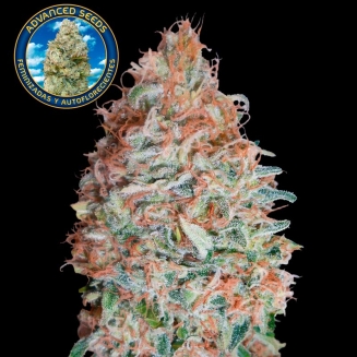 Banana Cookies Advanced Seeds