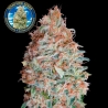 Banana Cookies Advanced Seeds