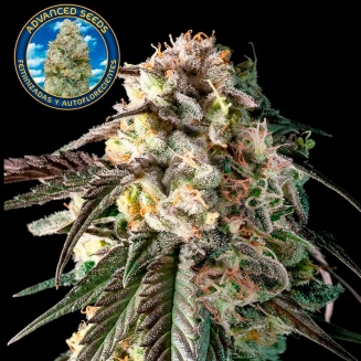 fire dog advanced seeds