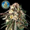 fire dog advanced seeds