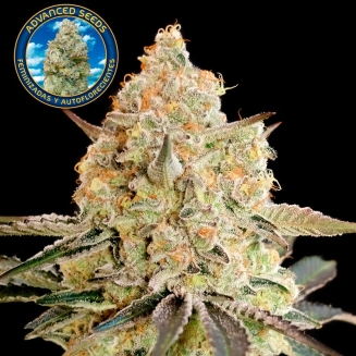 Apple Fritter