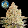 Apple Fritter