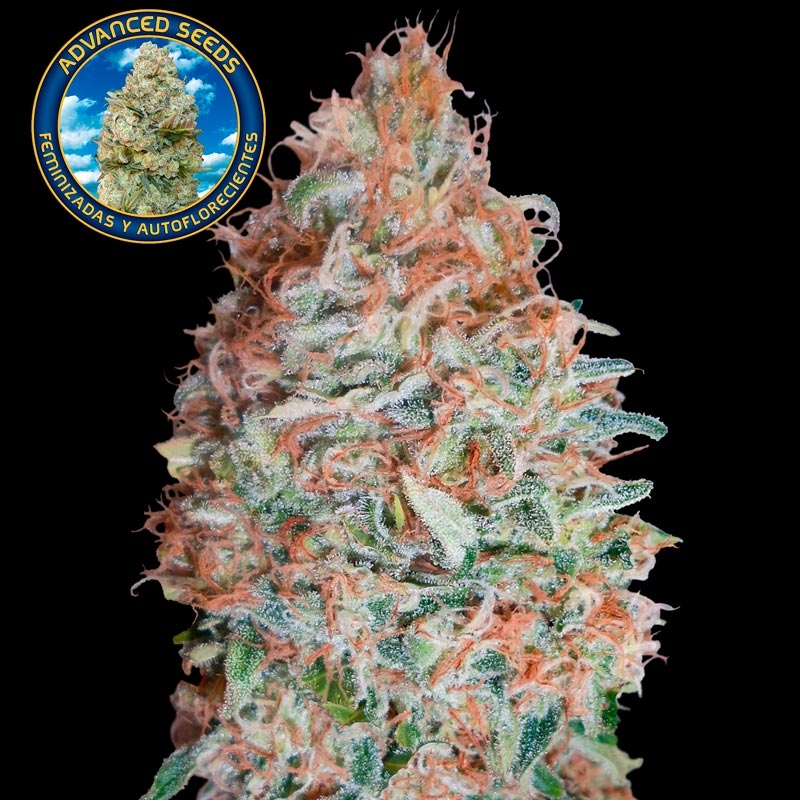 Auto Banana Cookies