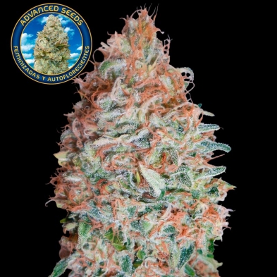 Auto Banana Cookies