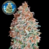 Auto Banana Cookies